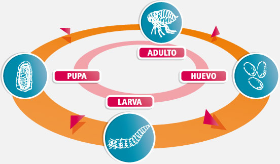 ciclo de vida de las pulgas